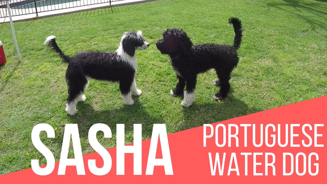 Portie Pals!  Sasha PWD - Portuguese Water Dog