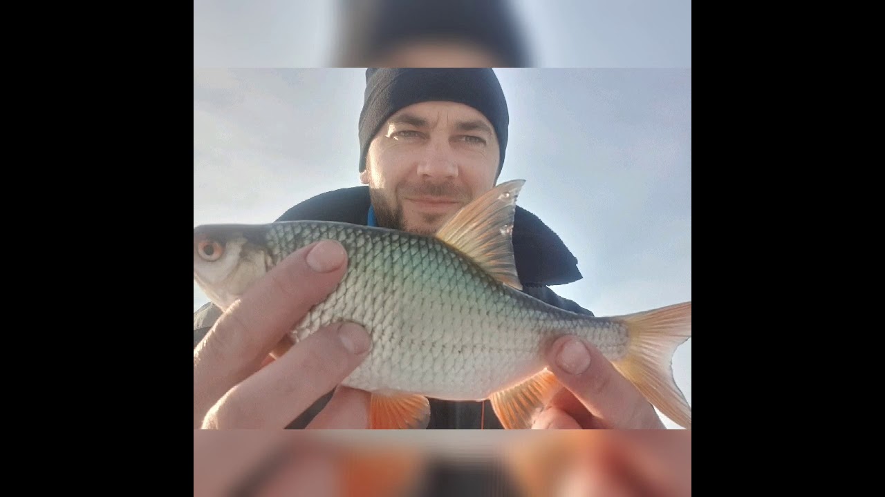 Jak prowadzić mormyszkę przy pomocy deeper chirp. Płocie i okonie spod lodu. Styczeń 2021