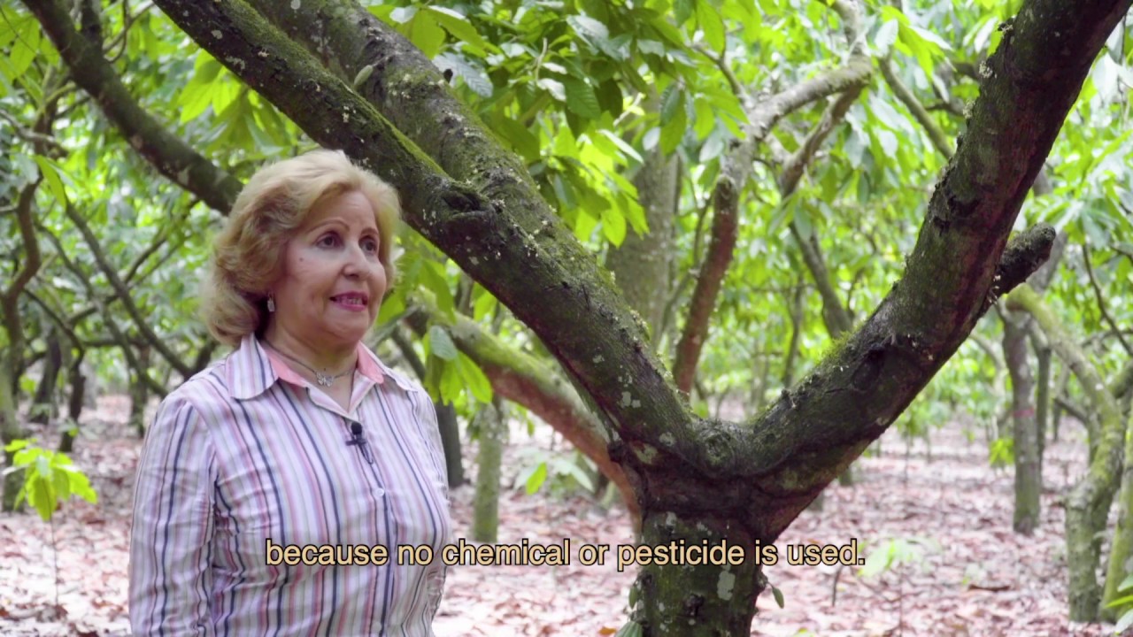 Certified Organic Cocoa Production in the Dominican Republic