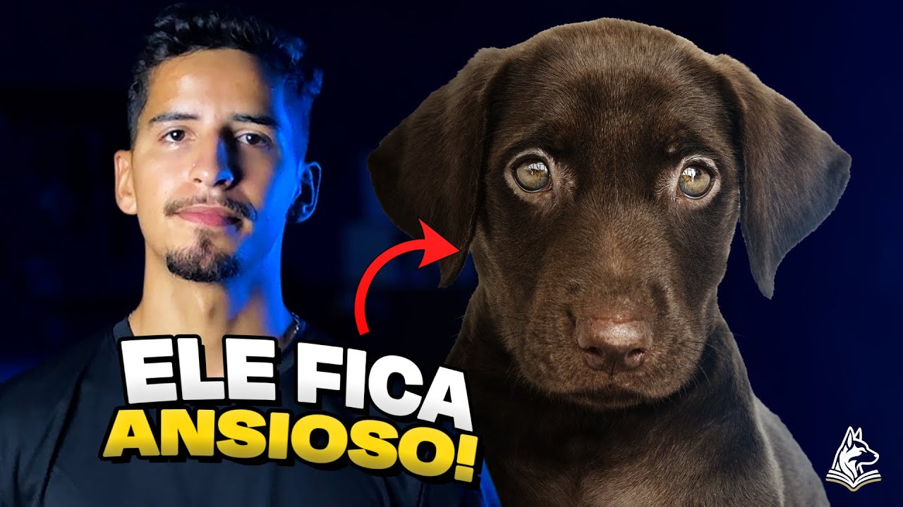 Ansiedade em Cães: 3 Coisas que pioram o comportamento do seu pet