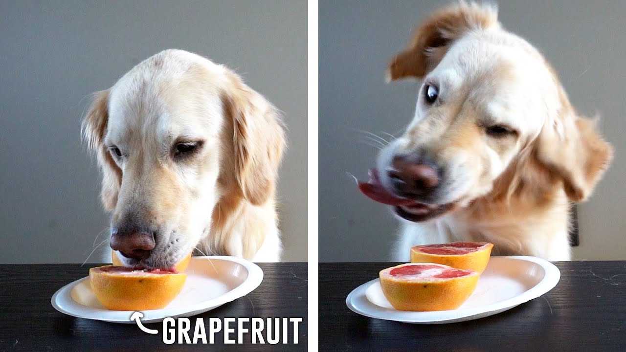 DOGS TRYING FALL FRUITS (Super Cooper Sunday #270)