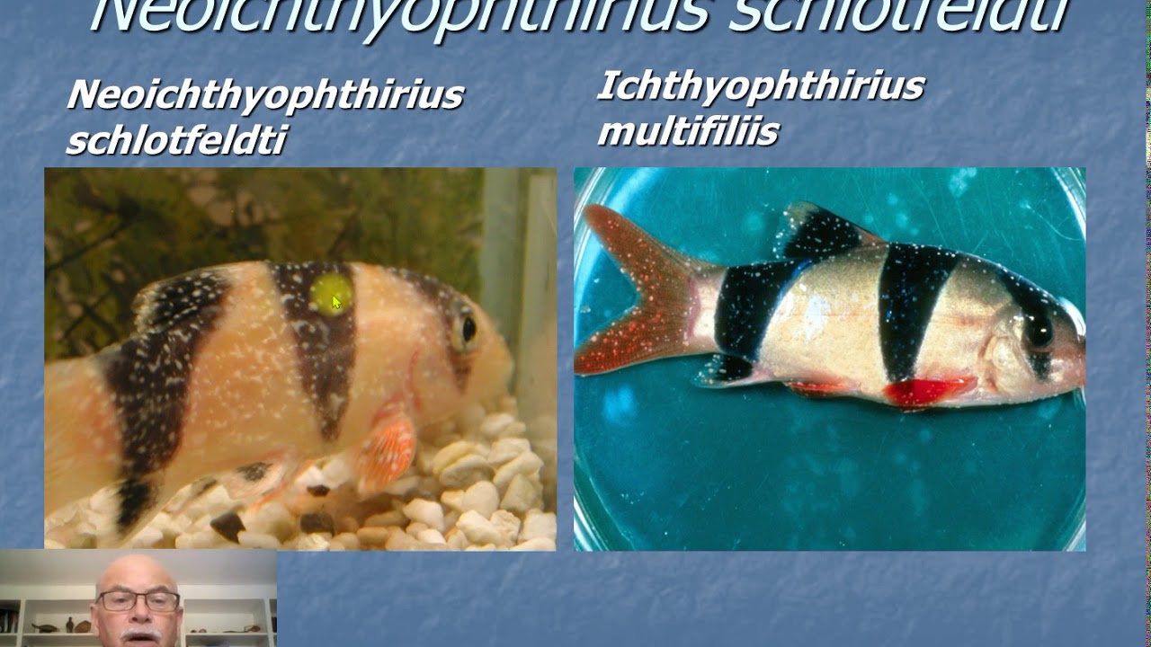 Nr.6: Aquarium fish disease: ICH, Ichthyophthirius, White Spot disease: prevention & treatment