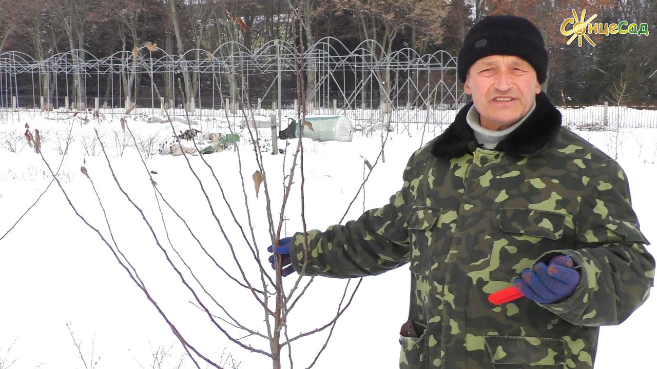 Обрізка молодої яблуні (1-2 роки) 🌸🌿