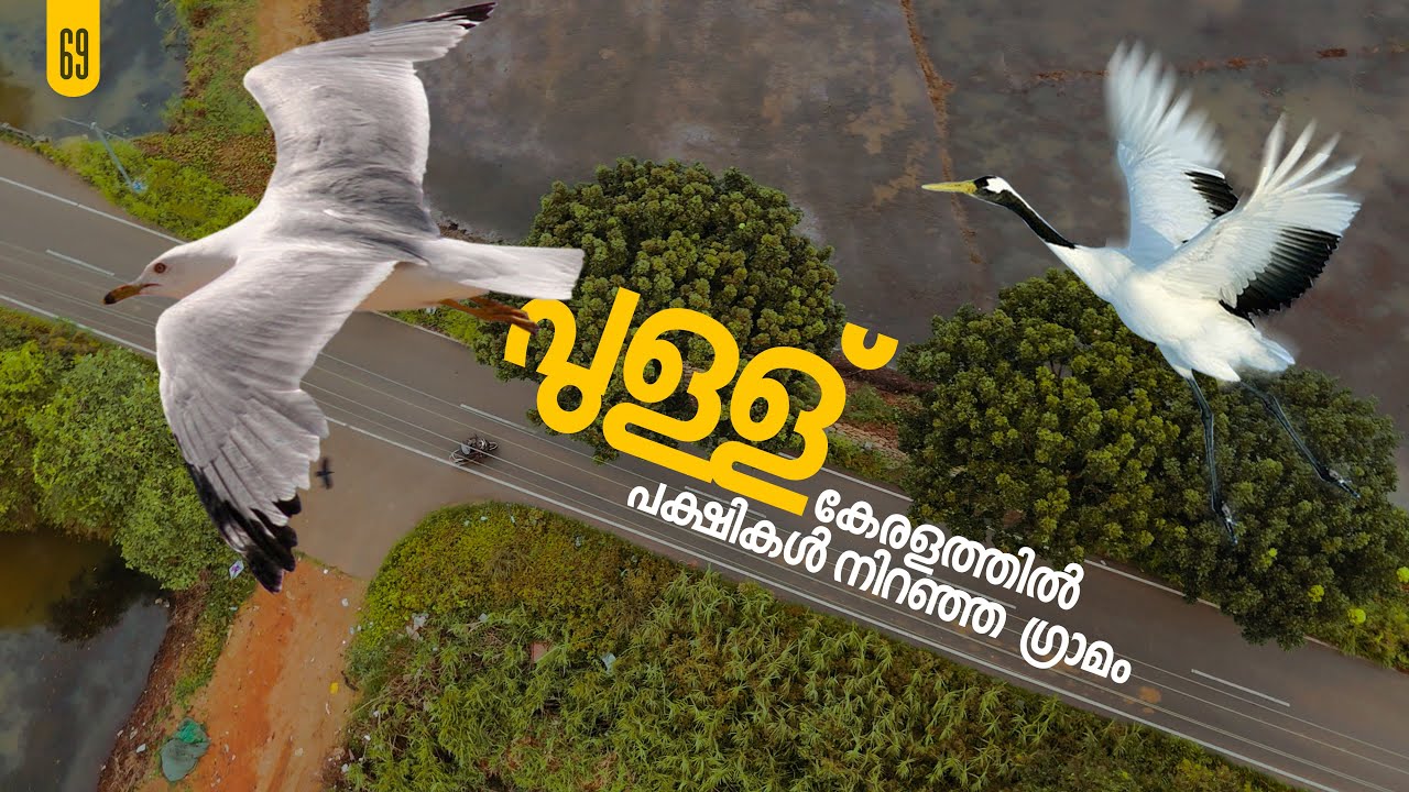 പുള്ള് ; പക്ഷികൾ കൂട്ടമായി എത്തുന്ന ഗ്രാമം ..