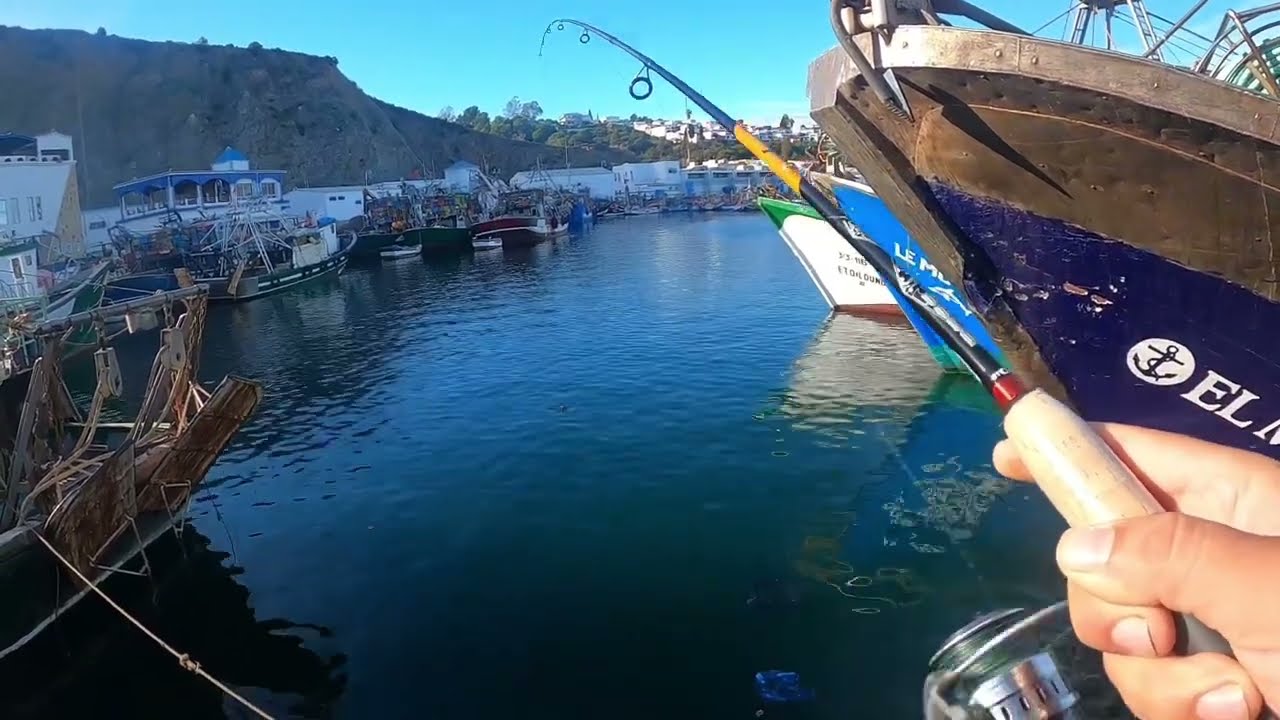صيد السيبيا ، و حصيلة راىعة من الحبار ، سيبيا شمال المغرب 🦑🦑