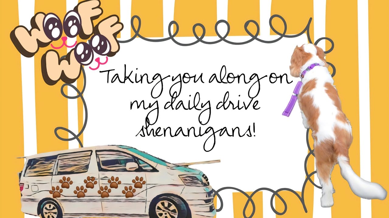 DOGS, DONKEYS, QUIZ TIME #cavalierkingcharlesspaniel #donkeys #quiz #alphard #drive #camper #vanlife