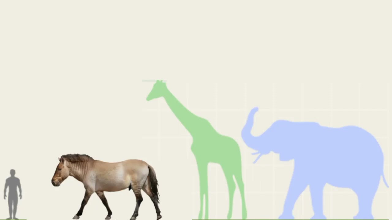 Equus Giganteus vs African Elephant, Giraffe and Human in Size Comparison