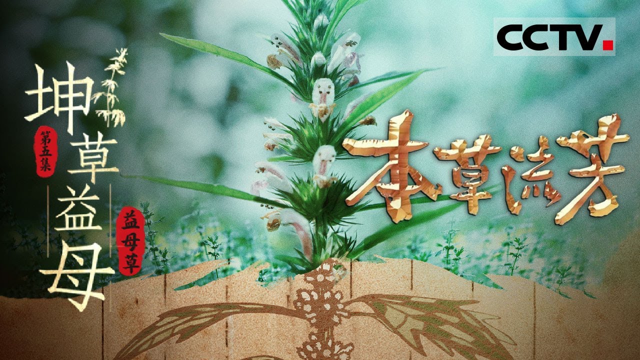 《本草流芳》05 坤草益母：益母草传奇 千年药用本草的生命力与价值【CCTV纪录】