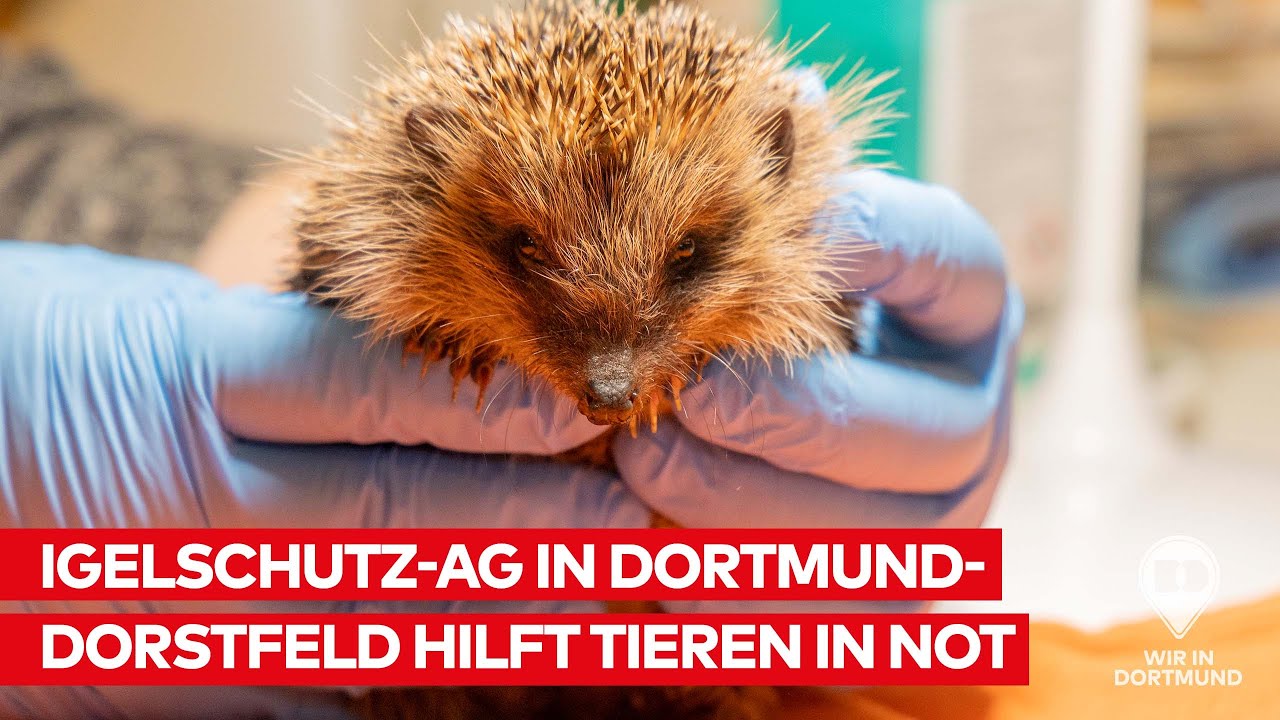 Einsatz für Igel in Not: Die Igelstation Dortmund-Dorstfeld hilft kranken und verletzten Wildtieren