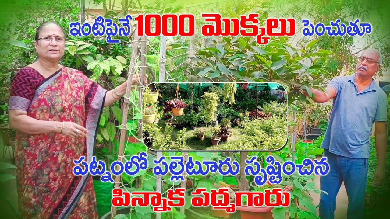 పిన్నాక పద్మ గారి గార్డెన్ టూర్ | Patnam Lo Palleturu by Pinnaka Padma | AgriTech Telugu