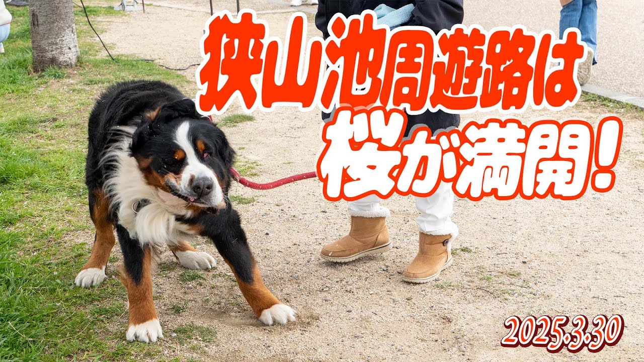 大阪で一番早くお花見ができる狭山池！周遊路は大賑わい(^^)／大型犬散歩