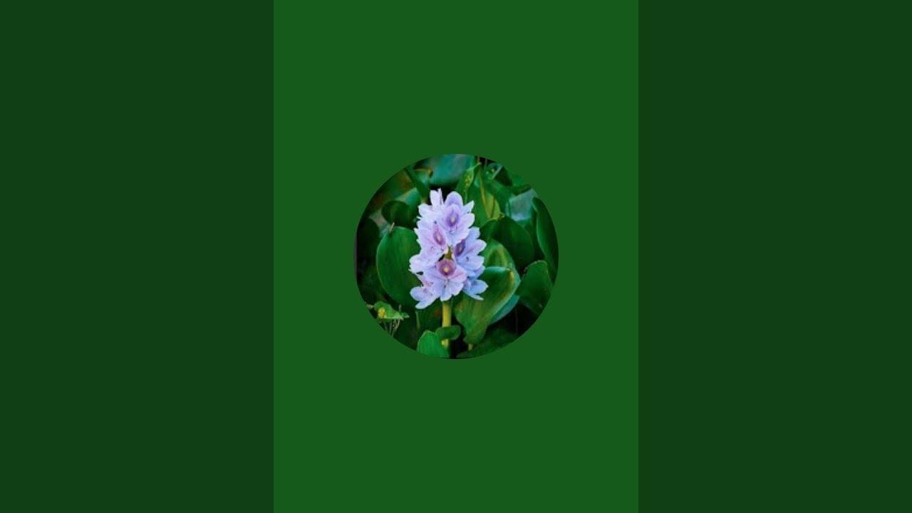 এগিয়ে চলো মিন্টু is live শুভ সকাল বন্ধুরা চলে এসো লাইভে