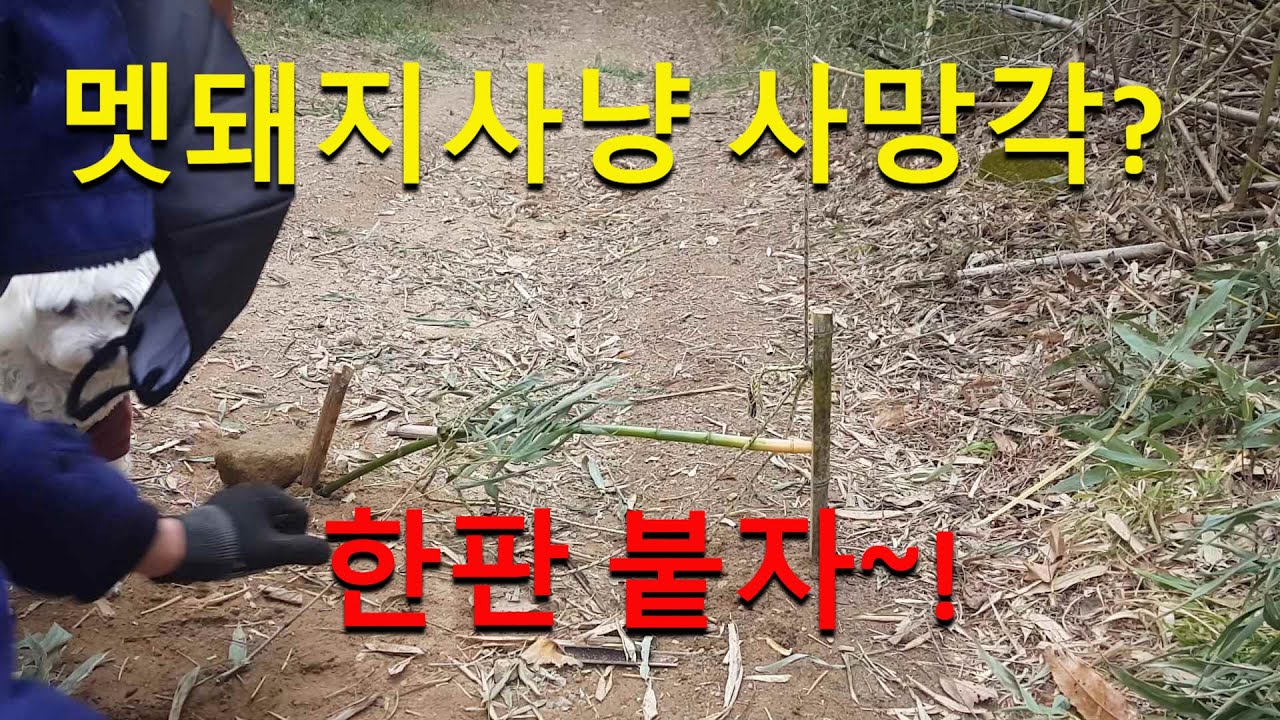 생존 캠핑 멧돼지 탐색 사냥 올무 및 덫 트랩 설치 방법 wild trap
