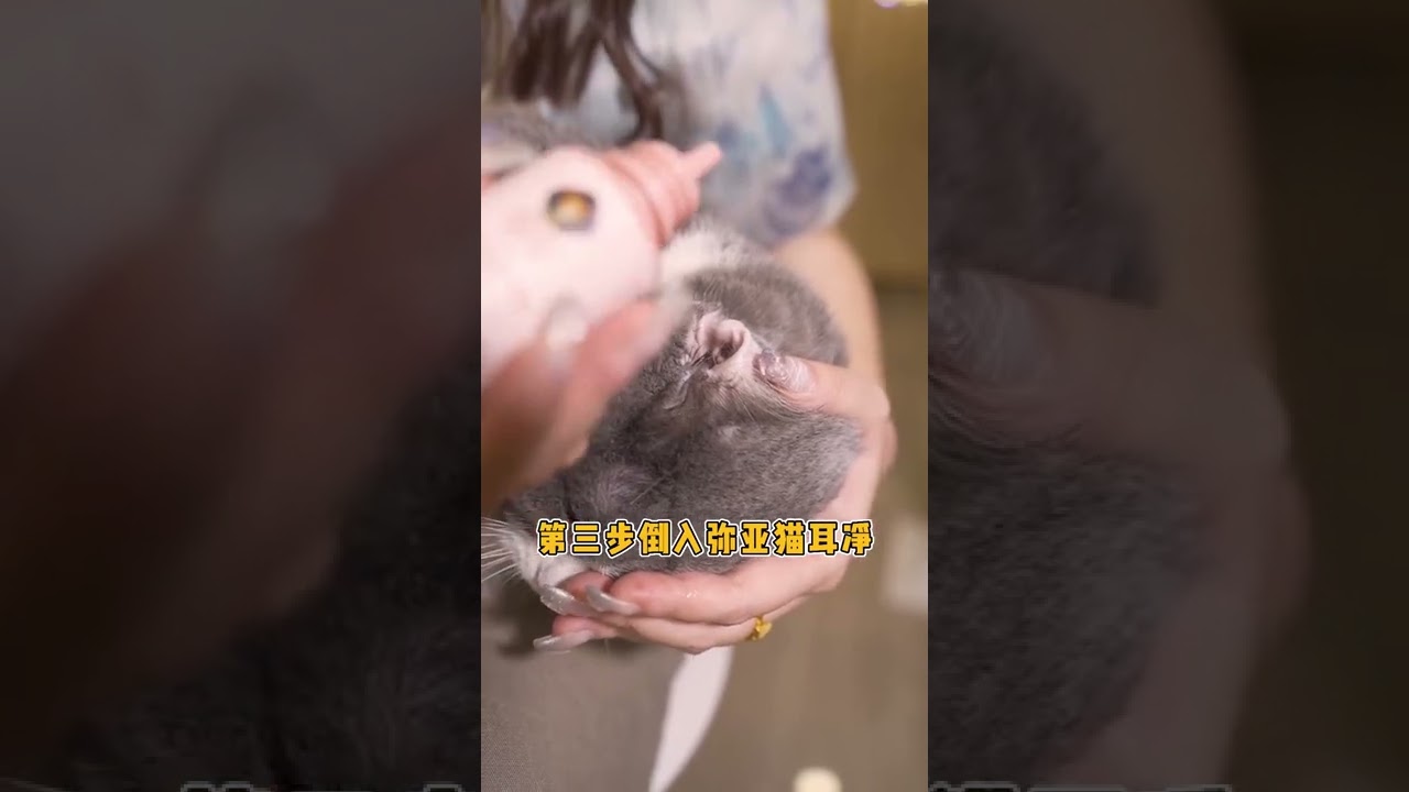 Cat Ear Cleaning ASMR