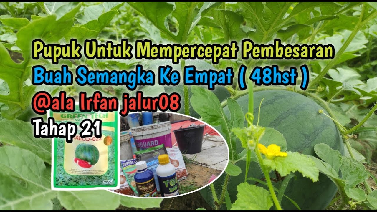 Pupuk Untuk Mempercepat Pembesaran Buah Semangka Ke Empat ( 48hst ) @ala Irfan jalur08