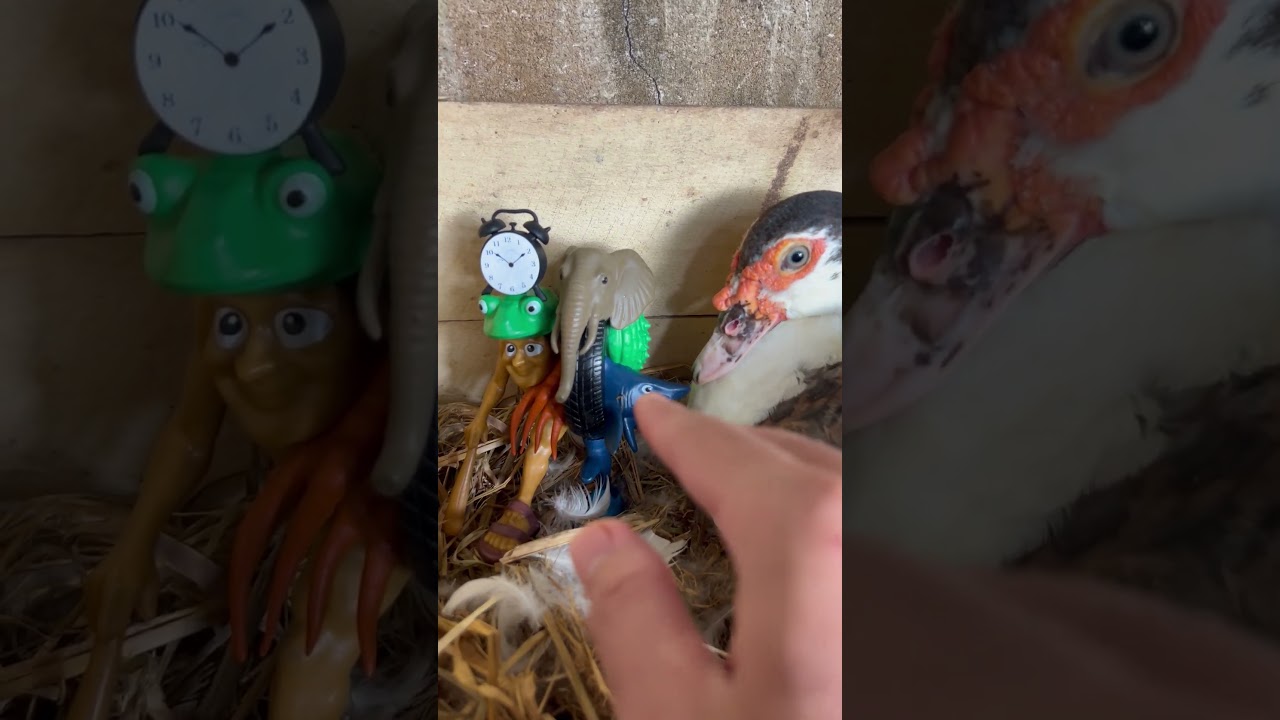 OMG!!😱😳 When I Grabbed My Tropa Tripa Tralala Tung | Duck Bit My Finger👉😫🦆#duck #shorts #funny