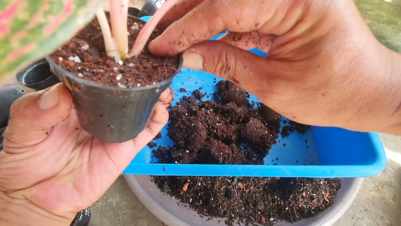 Repoting Aglaonema dari sungkupan