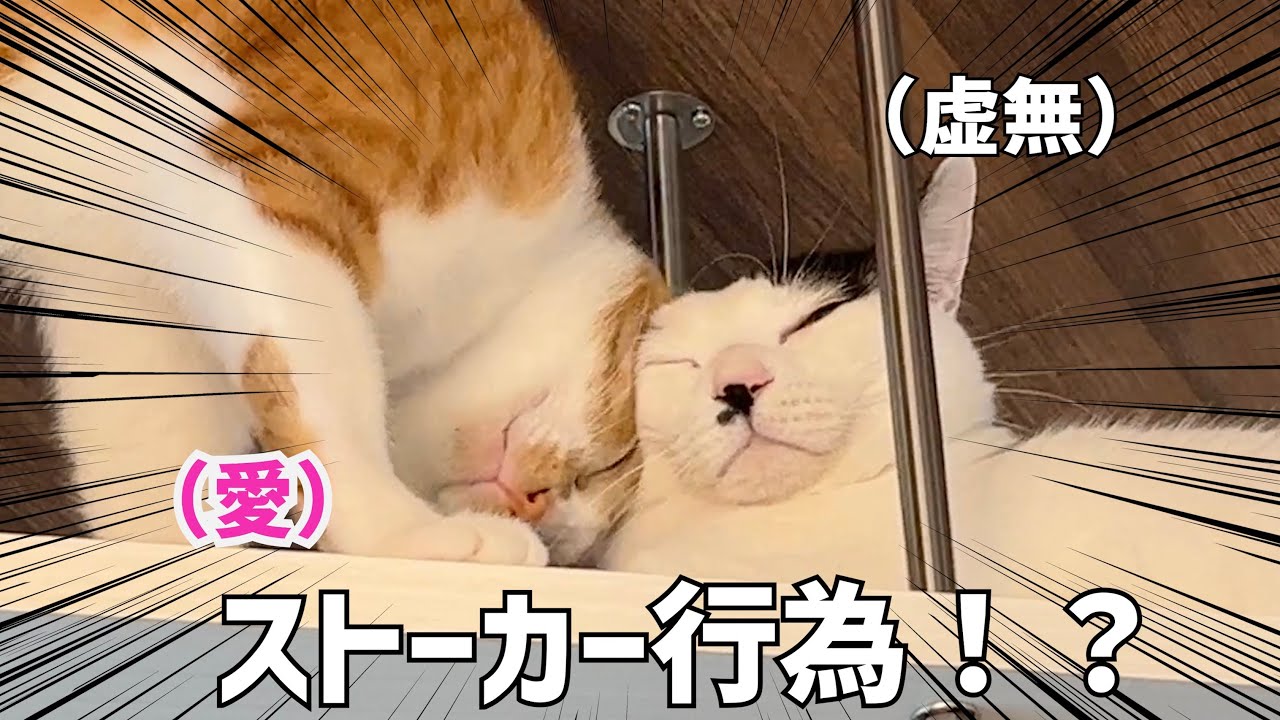 【ストーカー行為！？】大好きな先輩猫スタッフに振り向いてもらいたいコはこちらです。