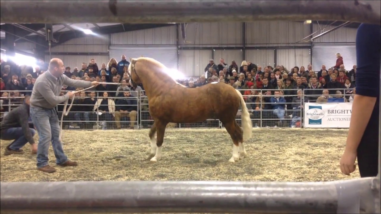 Autumn cob sales 2016