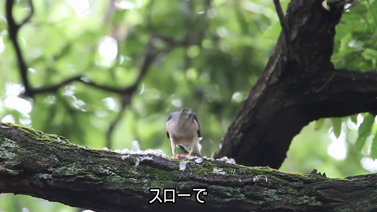 野鳥　ツミの餌渡し　Accipiter gularis