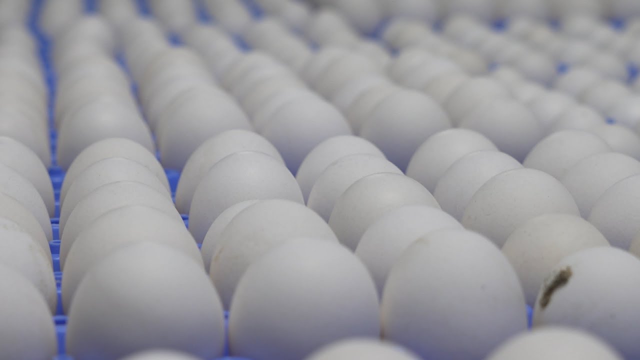 L'épicerie | Quels œufs acheter?