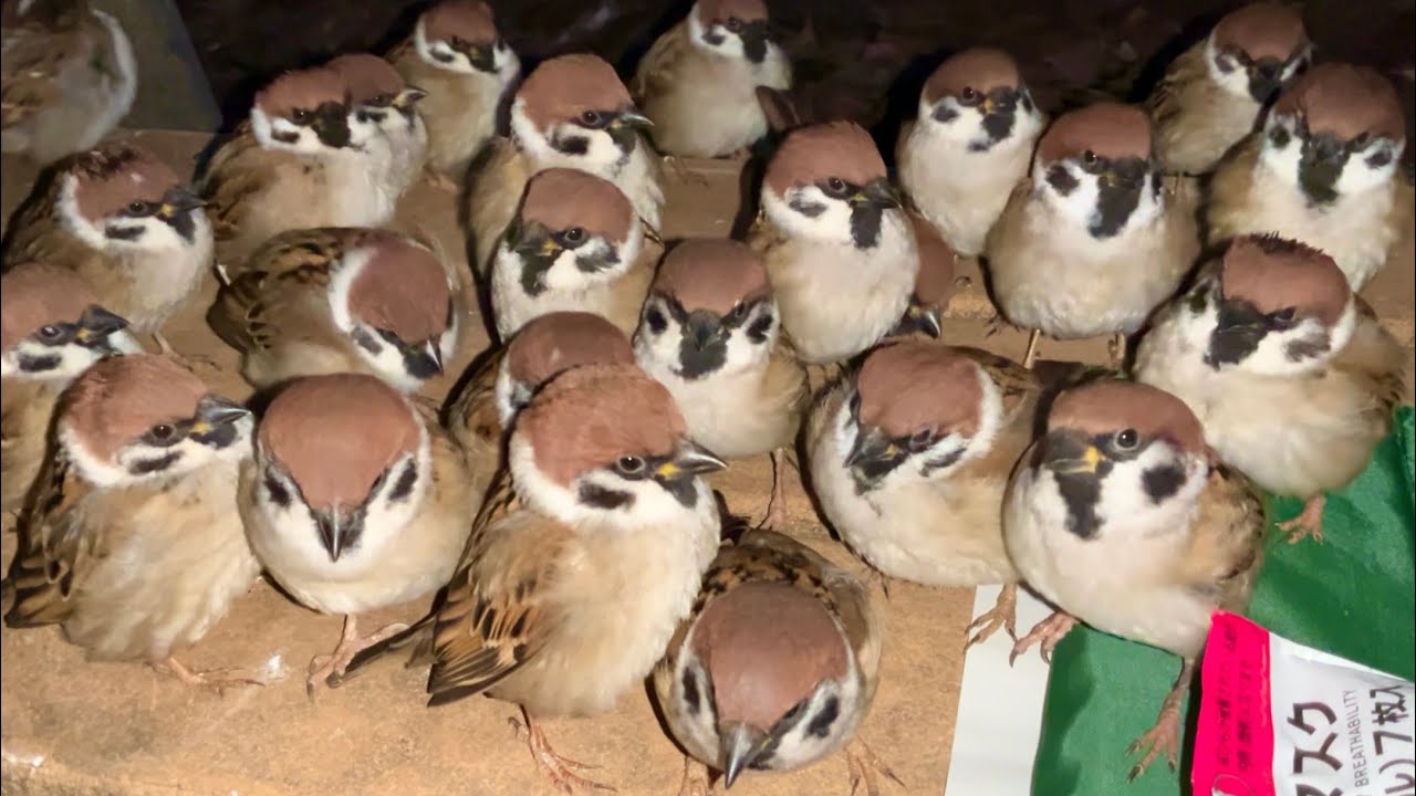 すっかりカメラ慣れしてしまい…