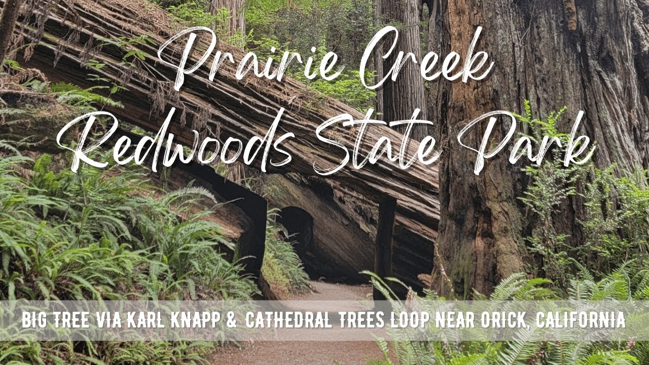 Hiking CALIFORNIA : Big Tree Via Karl Knapp & Cathedral Trees Loop | Prairie Creek Redwoods SP | 4K