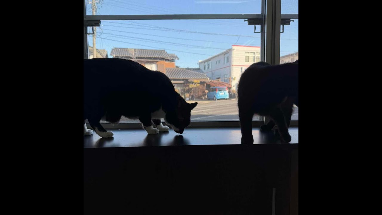 ねこオアシスオハナ　2026.1.28
