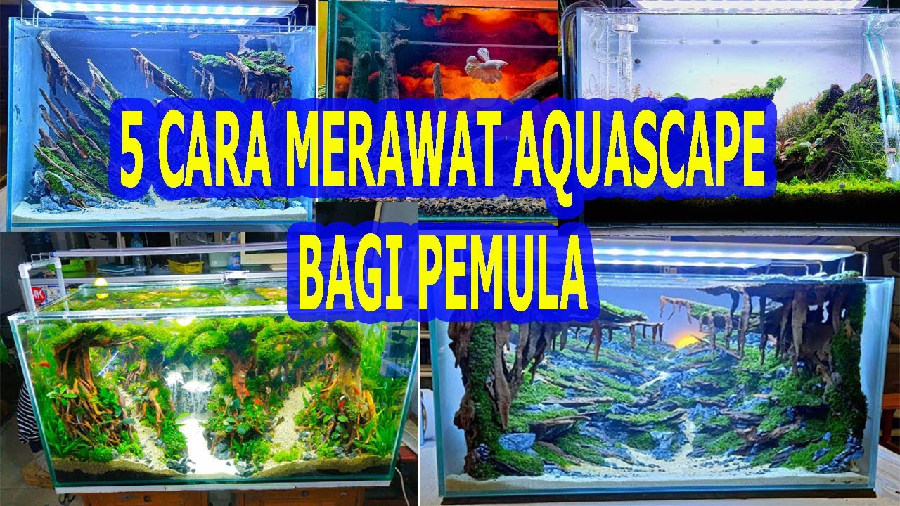 CARA MERAWAT AQUASCAPE BAGI PEMULA