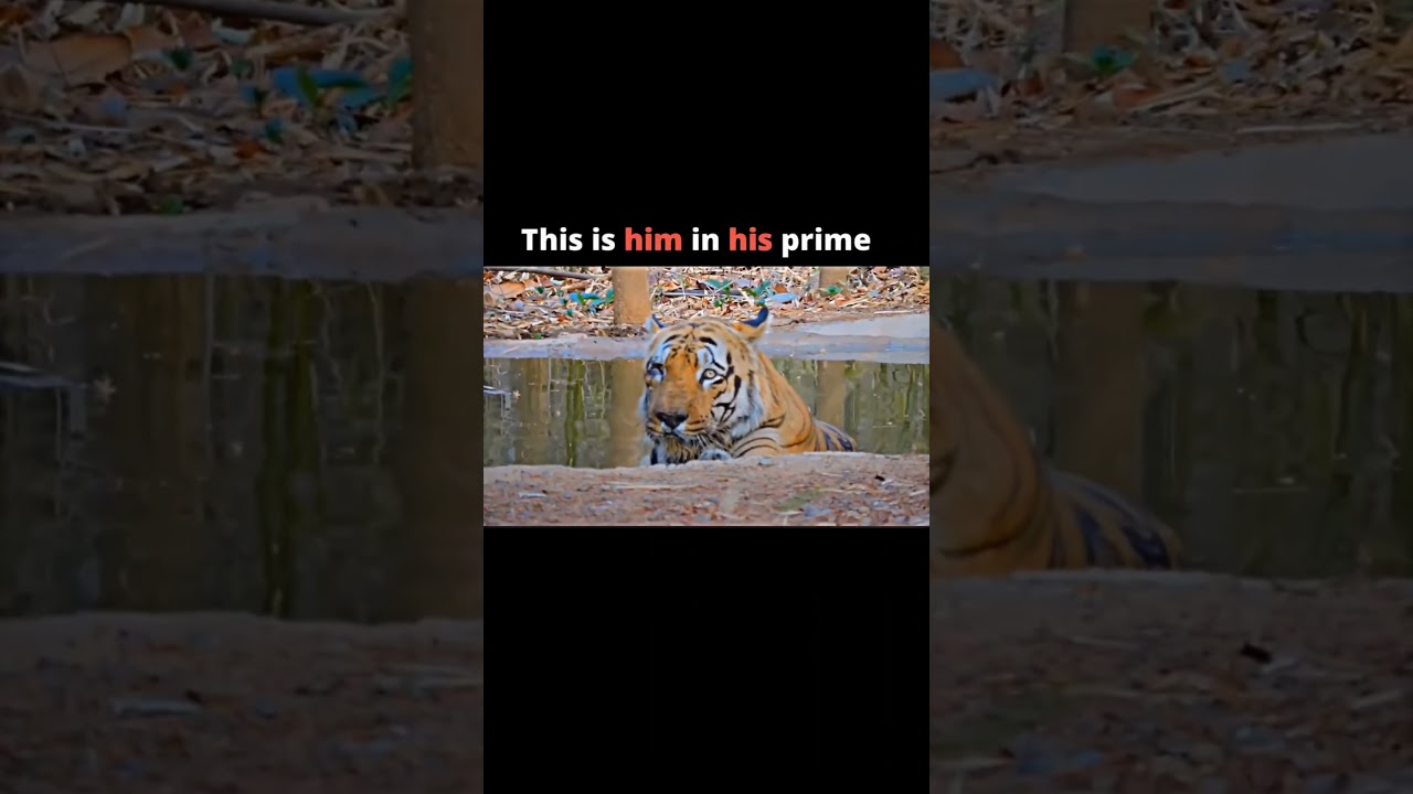 The greatest tiger in the history #viral #shorts #youtube #video