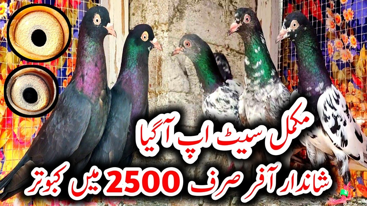 All Setup Agya // Zakh Kabootar // Teddy Kabootar // Qasoori Kabootar // High Flyer Pigeons
