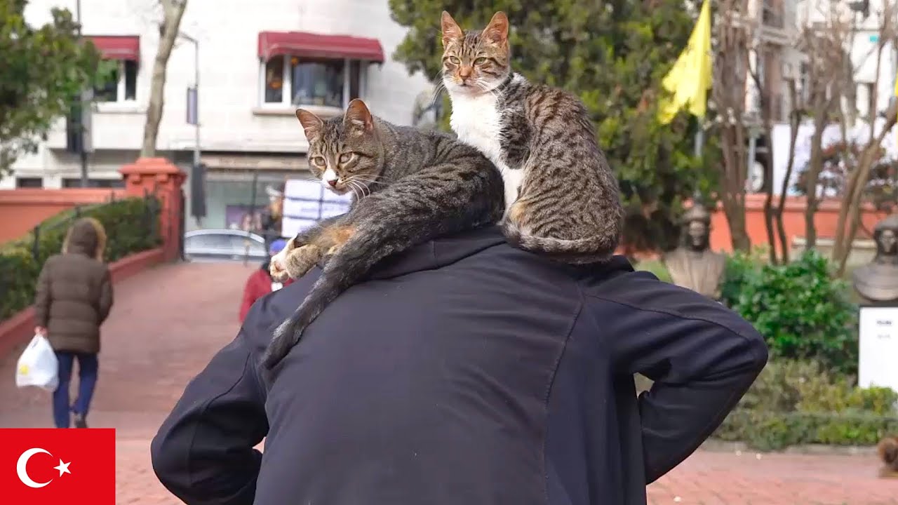 В Стамбуле я нашёл мужчину, которого обожают кошки