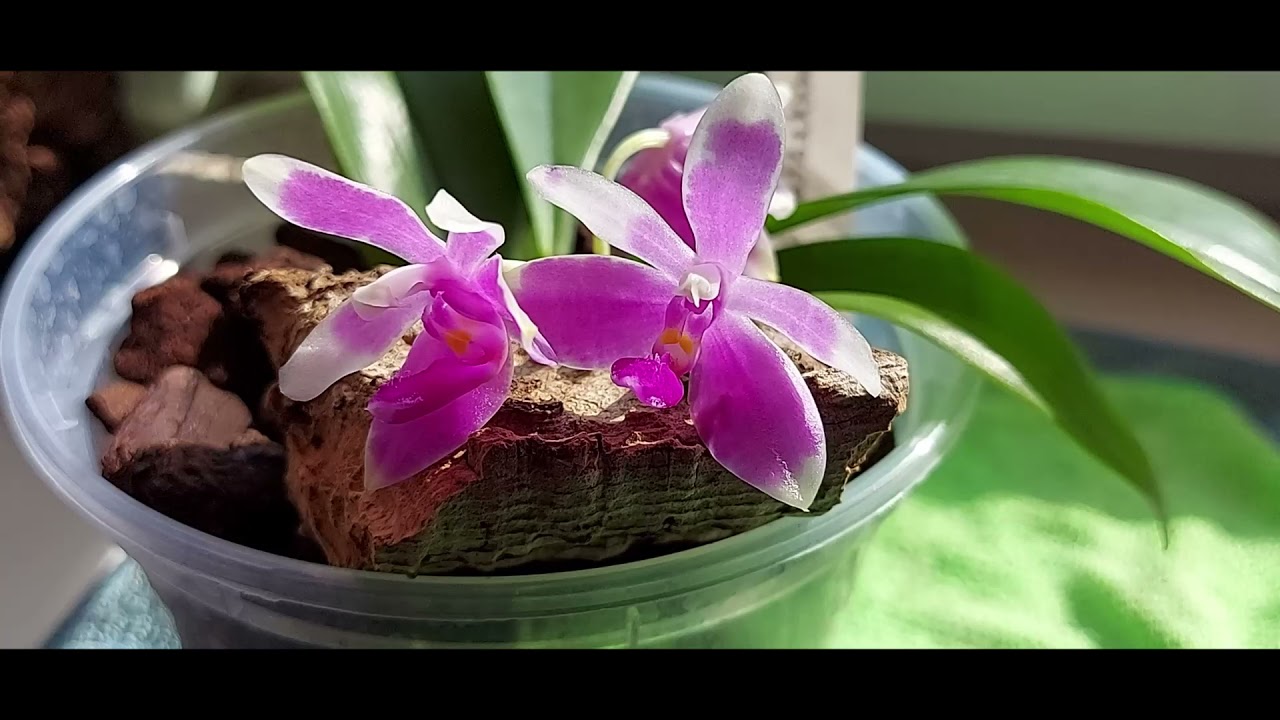 Ph. modesta