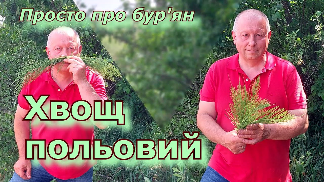 Хвощ польовий. Просто про бур'ян.