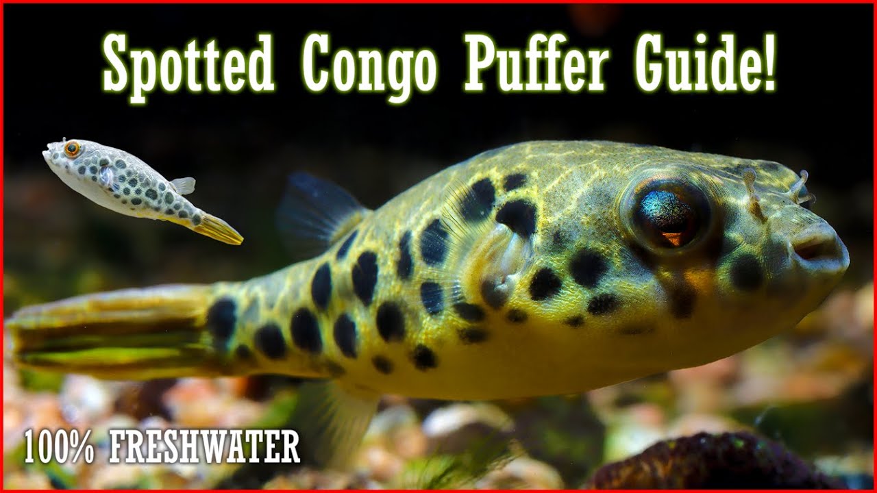 The BEST Freshwater Puffer Fish: The Congo Spotted Puffer