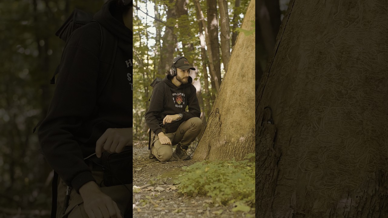 The sounds of life in a dead tree 🌳 #tree #science