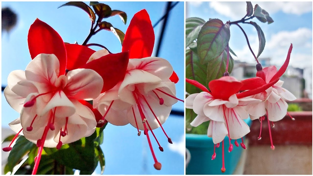 How to Grow and Care Fuchsia Plant - Flowering Plant for Cold Areas || Fun Gardening