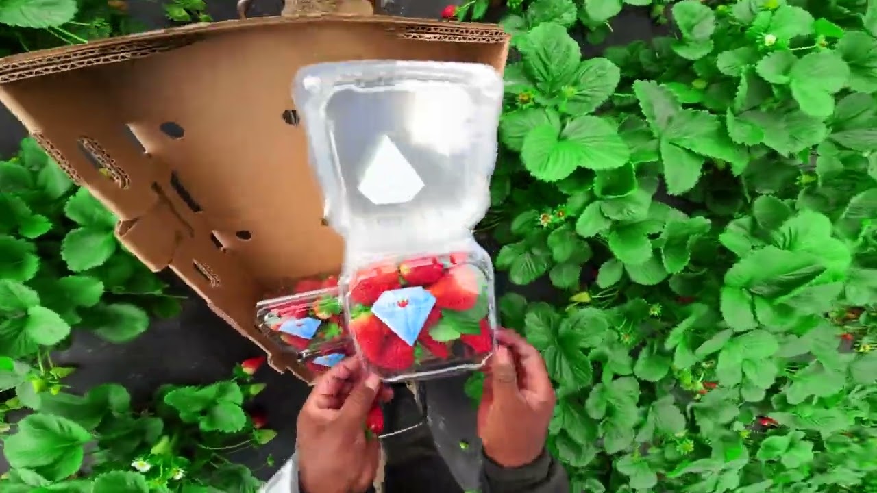 INCREIBLE !!! El Champion mas Rapido en la fresa 🍓 🍓 en tan solo 2 minutos llena las cajas 🙀🙀