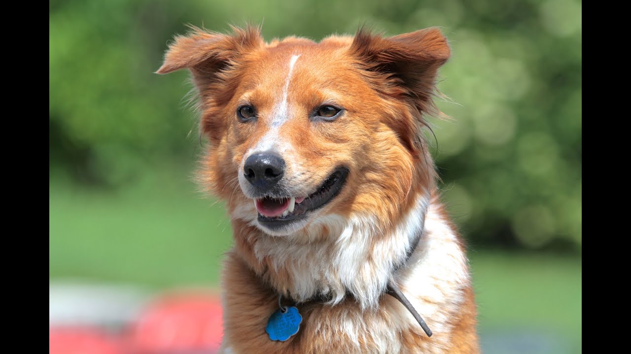 Our go to strategy for helping reactive and/or aggressive dogs