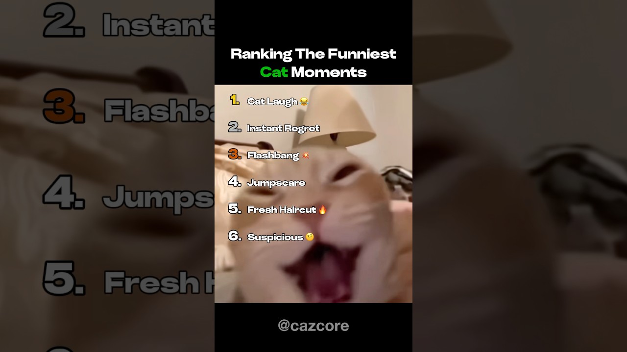 Ranking The Funniest Cat Moments 🐈