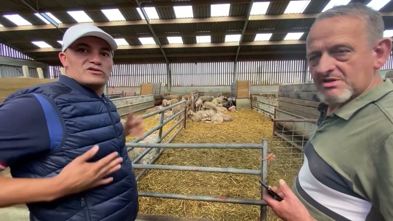 دخلو تشوفو معانا جديد كباش العيد في مزرعة فرنسا والثانية في بلجيكا flamand 🐑🐏👍مع الأسعار