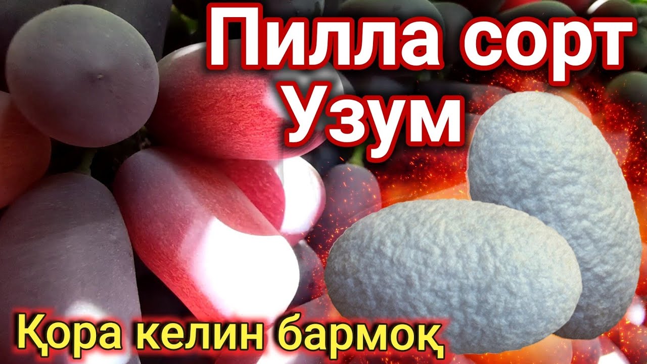 Pilla Shakli Qora kelin barmoq UZUM. Juda chiroyli nav.