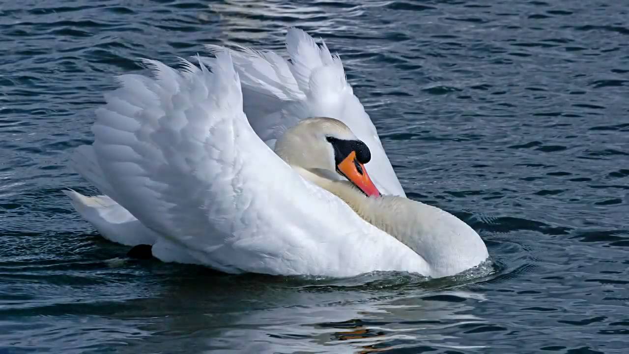 The Life of Swans