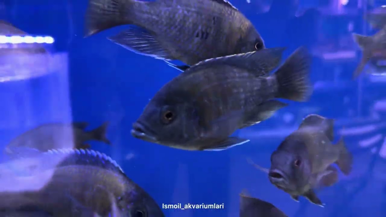 07.01.2026 kechki ko’rik #aquarium #aquariumfish #fishtank #ismoilakvariumlai