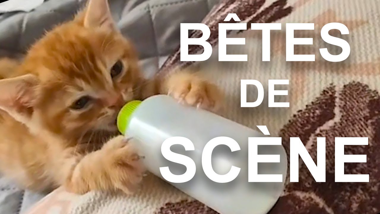 B&Ecirc;TES DE SC&Egrave;NES 2