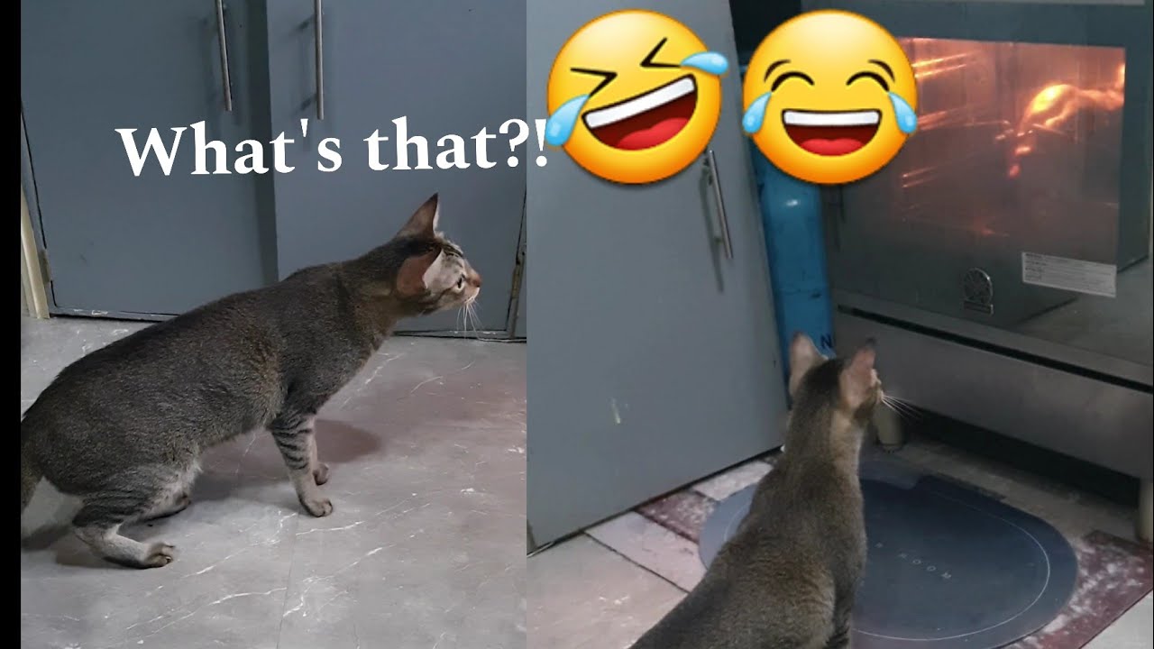 My cat reaction to Rotisserie chicken inside the gas range: This Was Unexpected!!