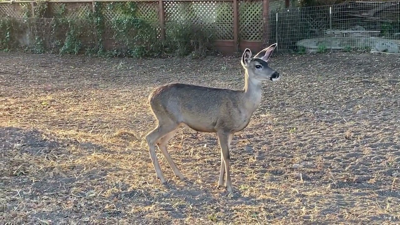 Bulk following a doe