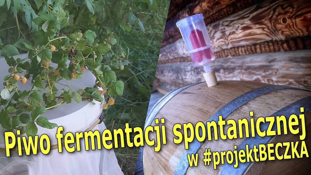 Piwo fermentacji spontanicznej w #projektBECZKA