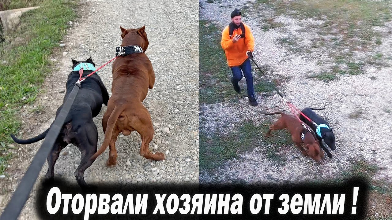 ПИТБУЛИ УВОЛОКЛИ ХОЗЯИНА НА ПРОГУЛКЕ !!! Жестокое обращение Питбулей к Хозяину !!!