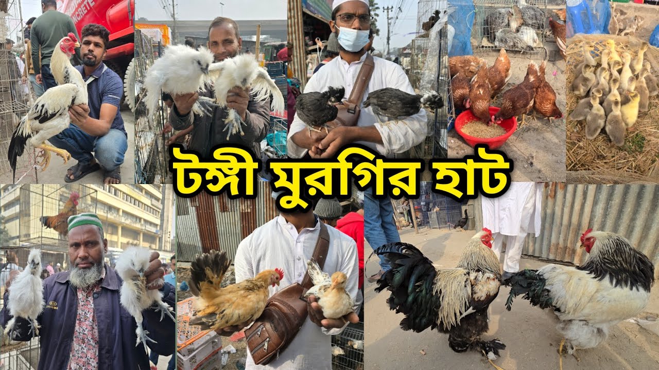 Tongi chicken hat | বাচ্চা সহ দেশি মুরগি | দেশি মুরগিতে ভরপুর | ফেন্সি মুরগি |ফেন্সি মুরগির দাম ২০২৬